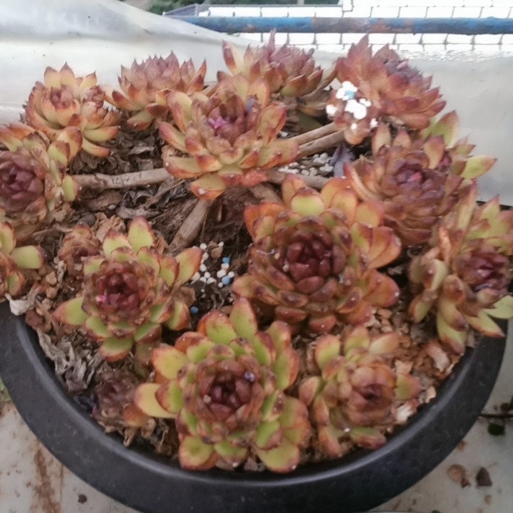 黑水晶带盆,鲜花速递/花卉仿真/绿植园艺,多肉植物,淘宝优惠券,粉丝福利购,淘宝优惠卷