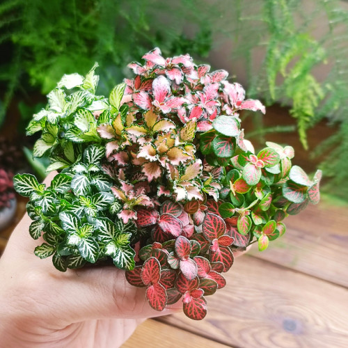 苔藓水陆缸植物网纹草微景观蕨类