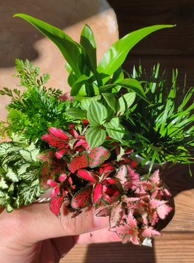 苔藓微景观创意迷你植物组合水陆缸生态缸植物搭配套餐室内绿植