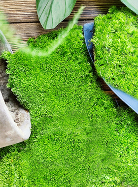 鲜活苔藓 苔藓微景观生态瓶白假山盆栽创意迷你植物diy材料水陆缸