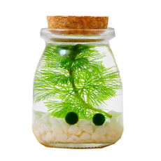 Водоросли мяч 幸福海藻球微景观生态瓶创意迷你植物桌面玻璃瓶水培球藻盆栽礼物