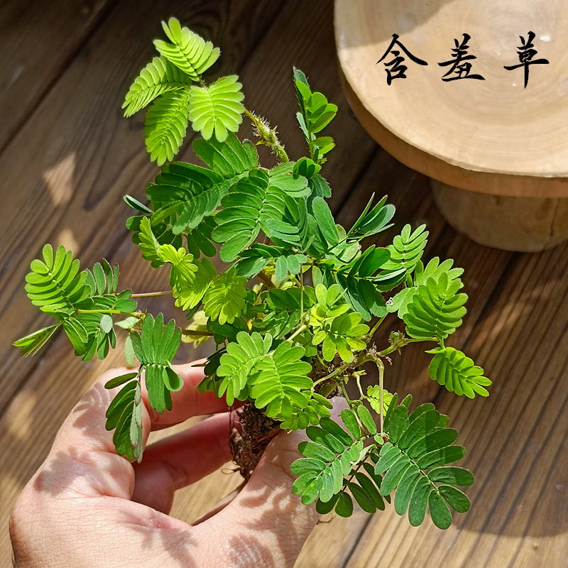 苔藓微景观创意迷你植物 土培水培室内生态缸水陆种植材料含羞草
