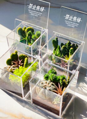 苔藓微景观生态瓶仙人掌创意植物