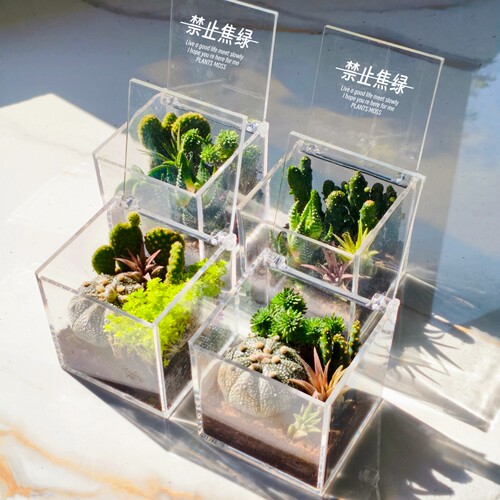 苔藓微景观生态瓶仙人掌创意植物