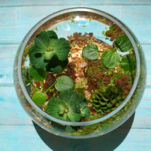 海藻球水培植物浮萍水草肚兜圆心萍鱼缸活体水草造景水生一叶莲