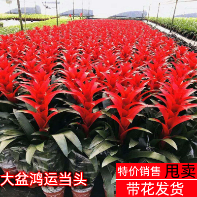 绿植四季常青小红星好养凤梨花