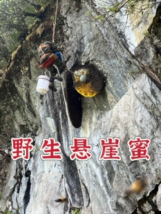 悬崖蜜云南大理原始森林天然百花蜜 海拔3200米以上纯野生蜂蜜