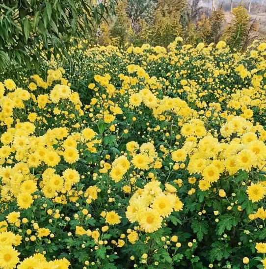 广东本地可食用菊花盆栽带盆栽好