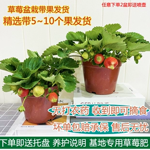 草莓苗四季 盆栽食用草莓盆栽奶油草莓阳台室内水果植物带花带果发