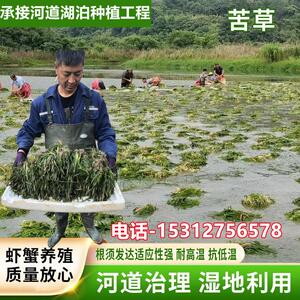 水草植物苦草四季常青短叶鱼缸矮生耐寒耐高温养殖鱼虾蟹净化真草