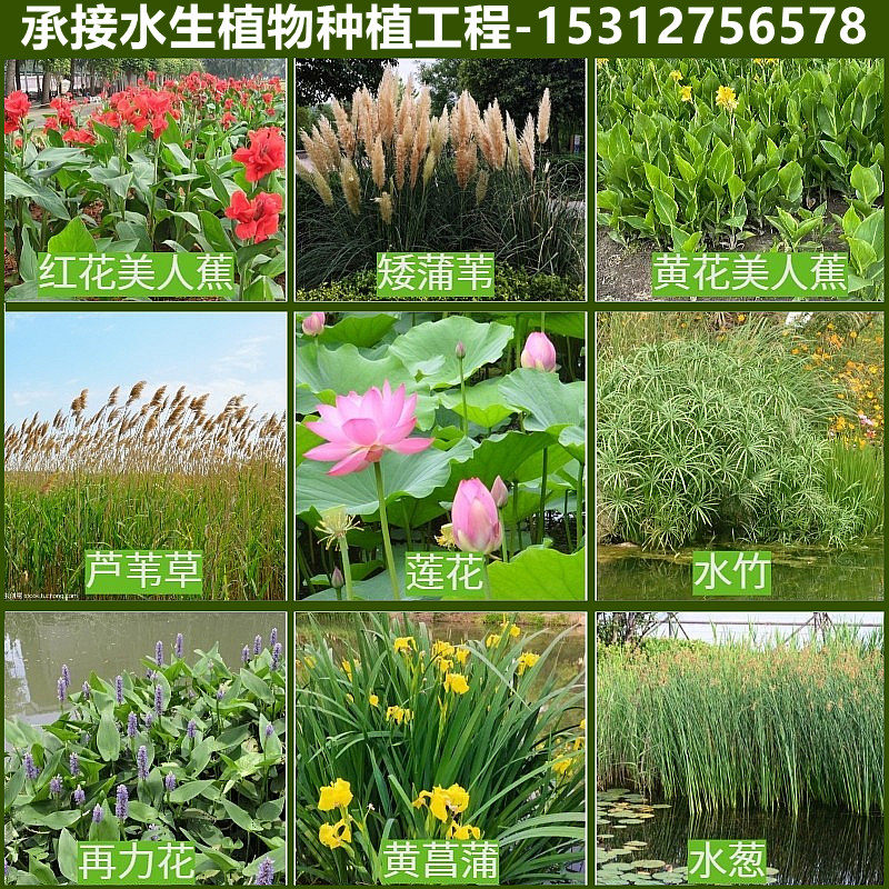 水生植物美人蕉鸢尾黄菖蒲再力花苗水培四季花卉净化水质庭院绿植