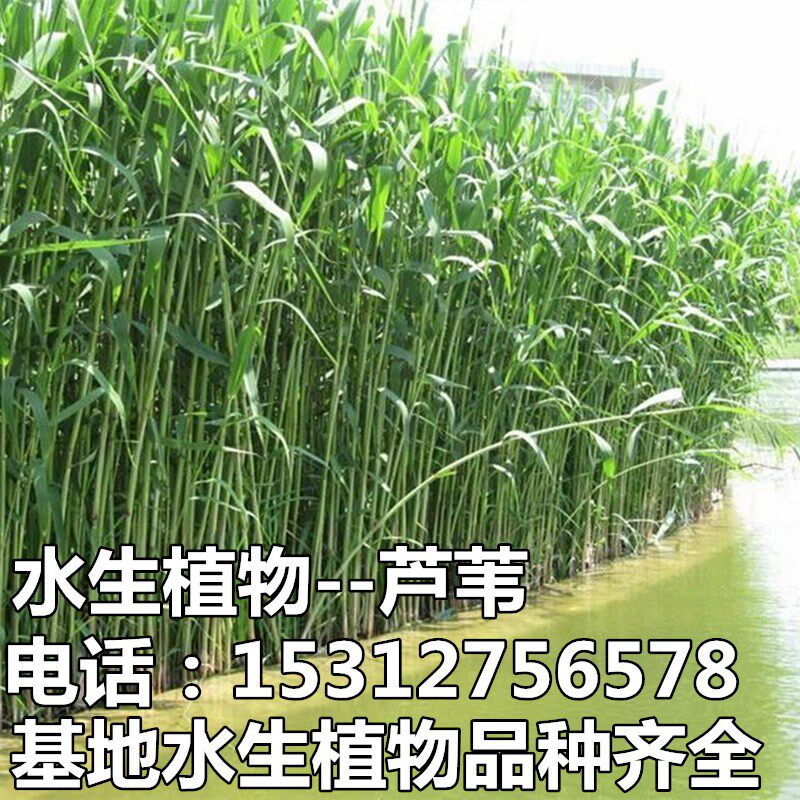 水生植物花卉 芦苇苗 芦苇根 芦竹苗 池塘造景 臭蒲香蒲蒲苇根苗