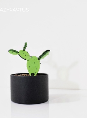 咖啡仙人掌 小盆栽系列  气氛植物摆件 家居装饰 Original Design