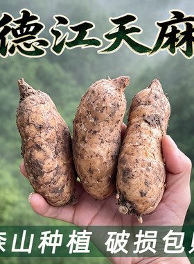 贵州德江新鲜生天麻高山天麻