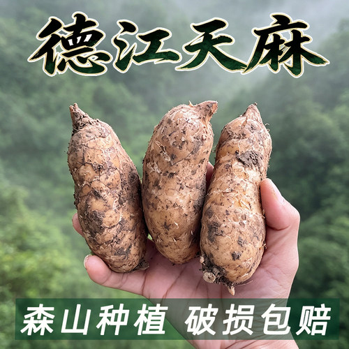贵州德江新鲜生天麻高山天麻