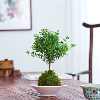 小叶赤楠盆栽苔藓球苔藓玉花卉绿植水培植物桌面办公室室内阳台