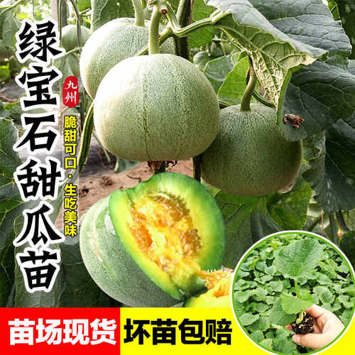 正宗绿宝石甜瓜苗高产香瓜苗爆甜带土发货瓜秧种籽子盆栽水果苗秧