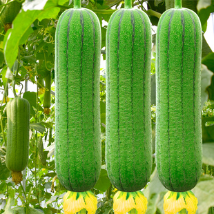 短棒大肉丝瓜秧苗春夏秋季耐热高产四季丝瓜苗蔬菜苗大全秧苗