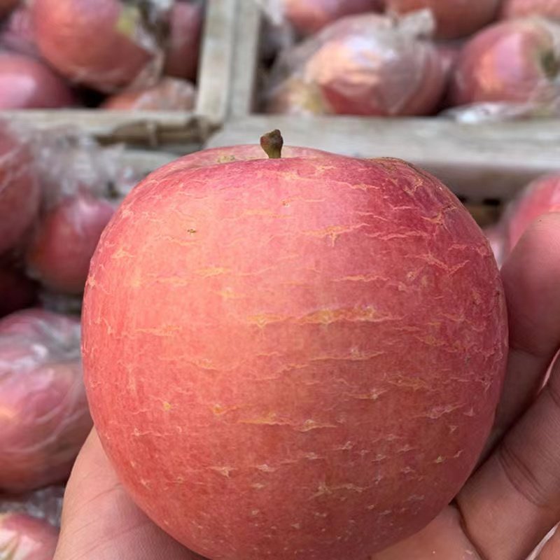 老树裂纹果子大沙河冰糖心苹果新鲜水果红富士当季整箱10斤丑苹果,水产肉类/新鲜蔬果/熟食,苹果,淘宝优惠券,粉丝福利购,淘宝优惠卷