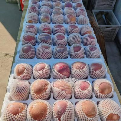 送礼精品大果大沙河苹果满箱10斤