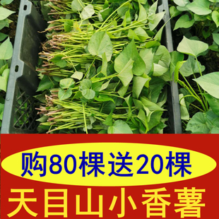 种子苗红薯80颗送20颗地瓜苗正宗临安天目山小香薯苗包邮能量助农
