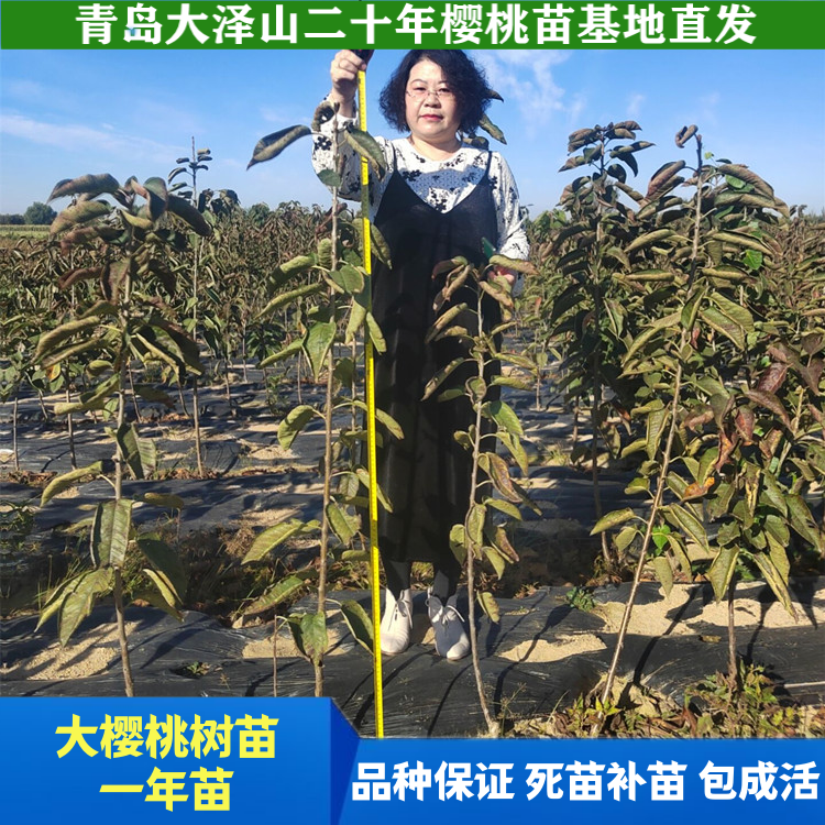 一年苗大樱桃树苗嫁接车厘子苗南北方种植盆栽庭院新品种山东基地
