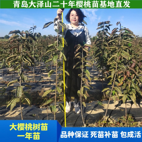 一年苗嫁接大樱桃树苗车厘子苗