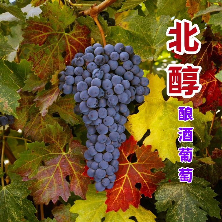 北醇酿酒葡萄苗新品种阳台庭院盆栽南方北方种植山东青岛基地发货