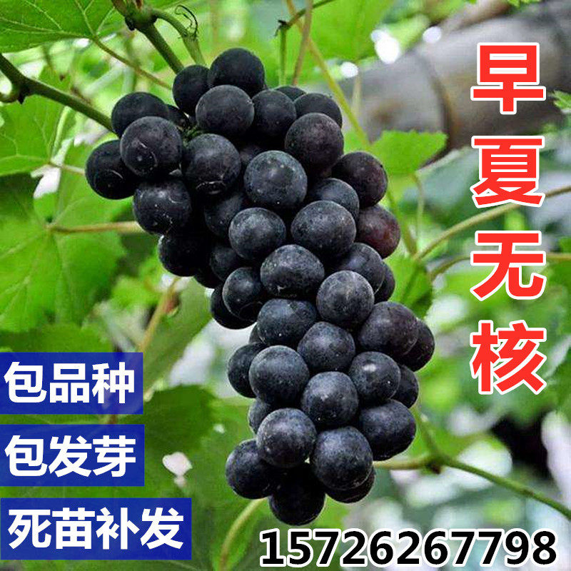 早夏无核葡萄苗南北方可种新品种葡萄树苗山东平度盆栽庭院阳台