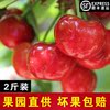 山东3j美早新鲜车厘子孕妇水果大果买2斤顺丰空运