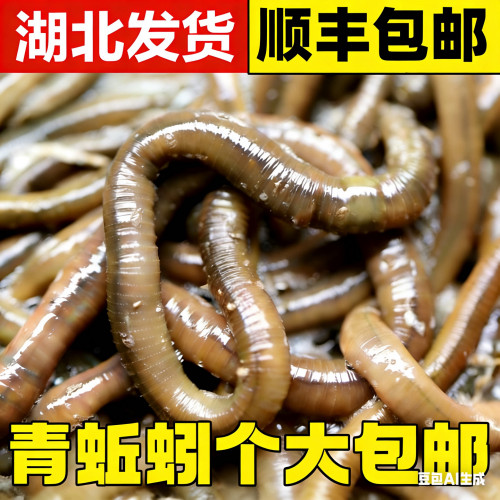湖北荆州青蚯蚓！发班车每斤11元
