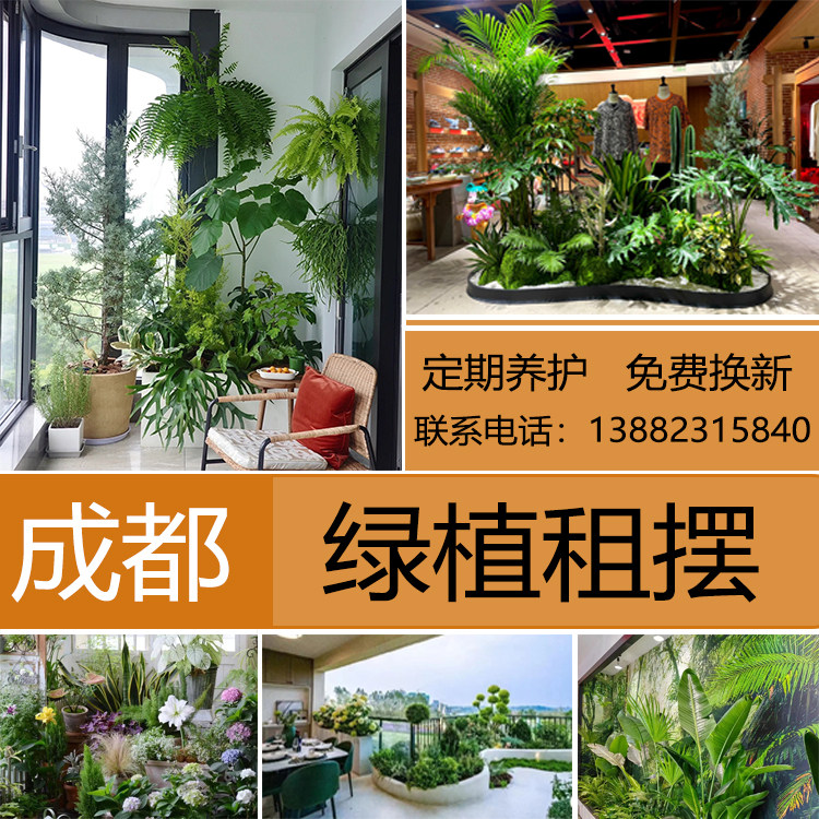 成都绿植绿植净化空气