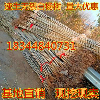 速生杨107白杨树苗3804无絮杨中华红叶杨杨树苗绿化植物防沙造林