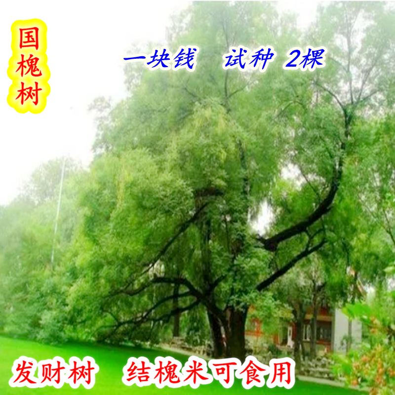 国槐树苗刺槐树苗金枝槐树庭院道路行道树大型绿化农村庭院风景树