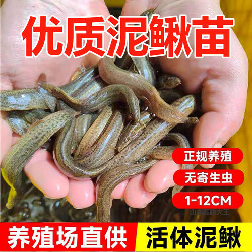 泥鳅苗观赏鱼水族活体喂食饲料鱼鲜活饵台鳅筏钓养殖龙鱼活饵垂钓