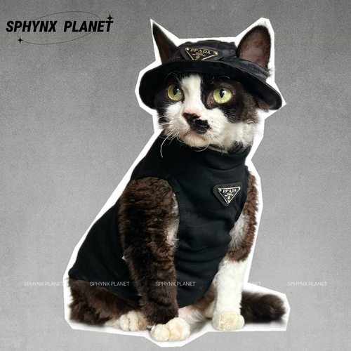 无毛猫德文猫衣服潮流夏秋新款