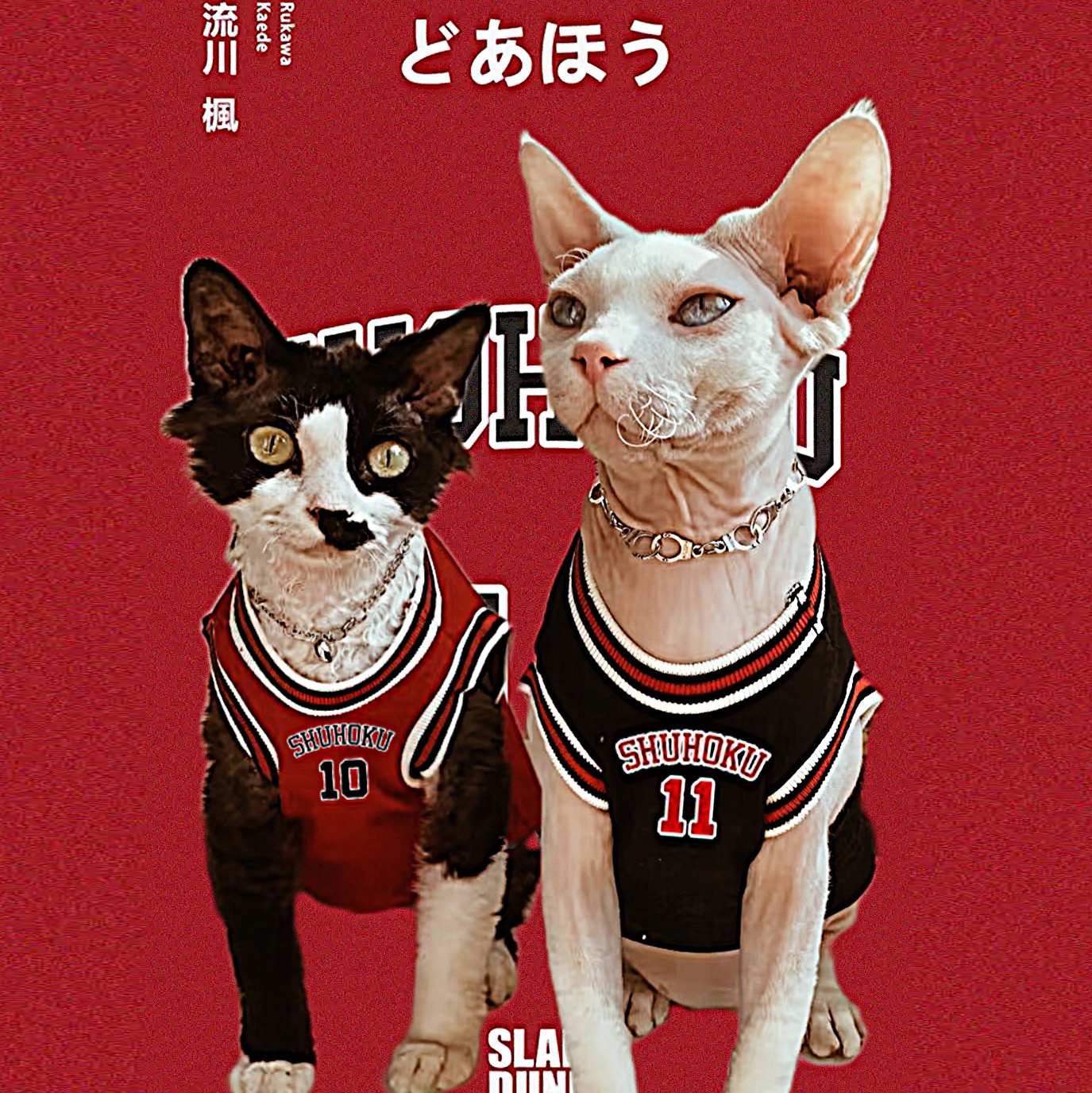 SPHYNX  PLANET德文猫衣服斯芬克斯无毛猫夏季纯棉薄款篮球服猫咪 宠物/宠物食品及用品 猫宠物服装/雨衣（新） 原图主图