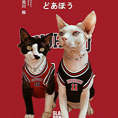 德文猫猫咪衣服夏季宠物篮球衣服