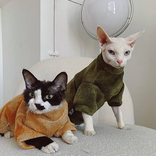 斯芬克斯德文无毛猫衣服秋冬保暖