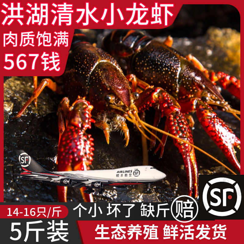 五斤装567钱洪湖清水小龙虾鲜活水产湖北红螯虾克氏原螯虾淡水虾