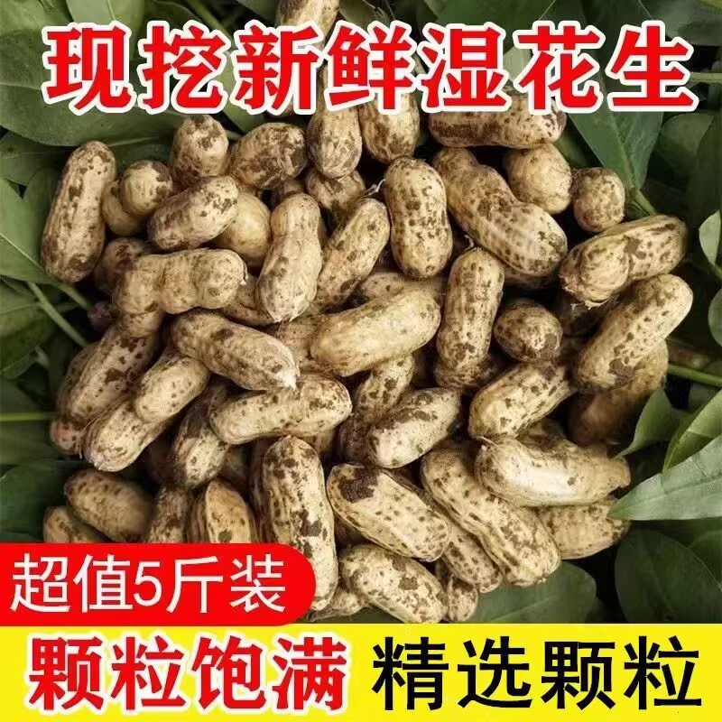 26年新鲜湿花生农家种植现挖带花生