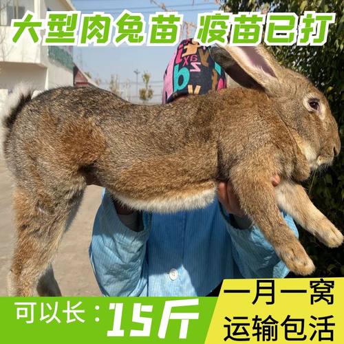 兔子活物大型肉兔公母一对成年种兔食用家养活兔比利时小兔子活体