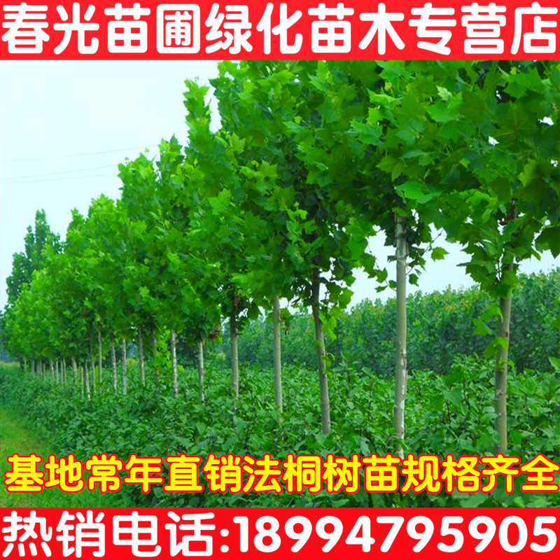 直销绿化苗木 梧桐树 法桐树苗