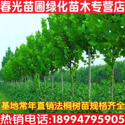 直销绿化苗木 梧桐树 法桐树苗 法国梧桐树苗 道路庭院植物包邮