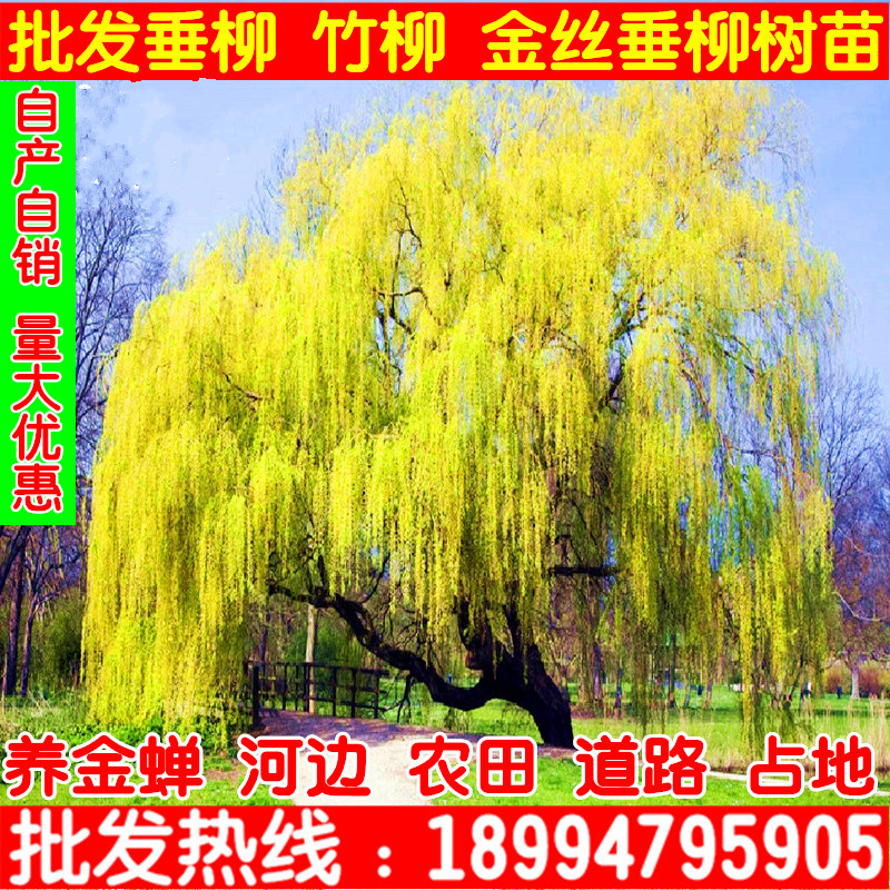 速生垂柳树苗金丝垂柳苗绿化道路河边黄金柳树苗养金蝉柳树树苗