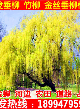 速生金丝垂柳绿化苗木
