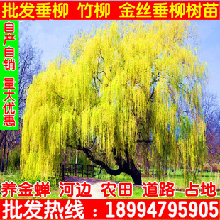 速生垂柳树苗金丝垂柳苗绿化道路河边黄金柳树苗养金蝉柳树树苗