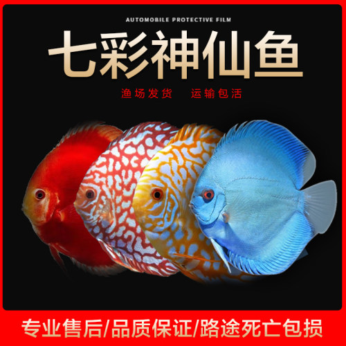 七彩神仙鱼精品高品质热带鱼