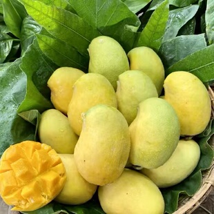 圣德龙又叫钻石芒，果肉金黄、果核超薄、甜度高、果香浓郁。
