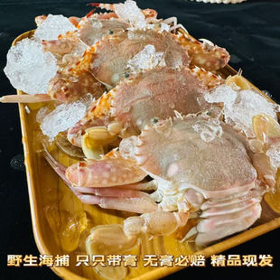 广东野生海捕红沙蟹带膏母蟹梭子蟹冷冻新鲜生腌鲜活螃蟹即食膏蟹